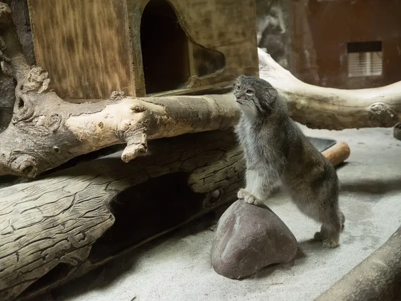 A photograph of Klyon in Ueno Zoological Gardens
