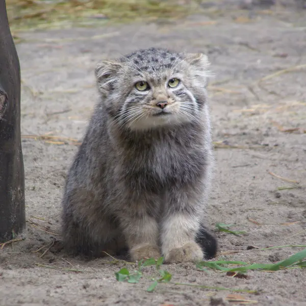 A photograph of a Pallas's cat in Novosibirsk Zoo
