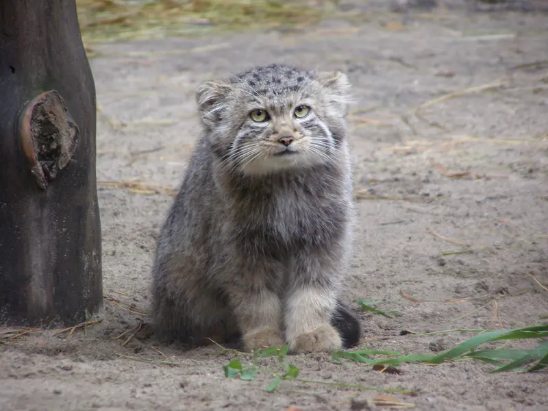 A photograph of a Pallas's cat in Novosibirsk Zoo