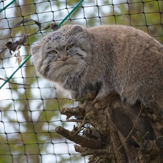A photograph of Buchta in Spaycific'Zoo