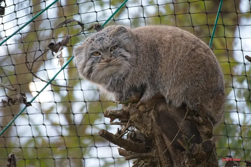A photograph of Buchta in Spaycific'Zoo