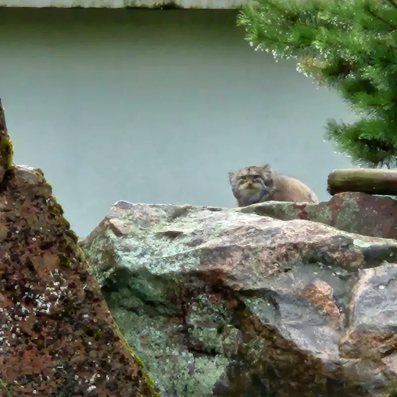 A photograph of Mimi in Korkeasaari Zoo
