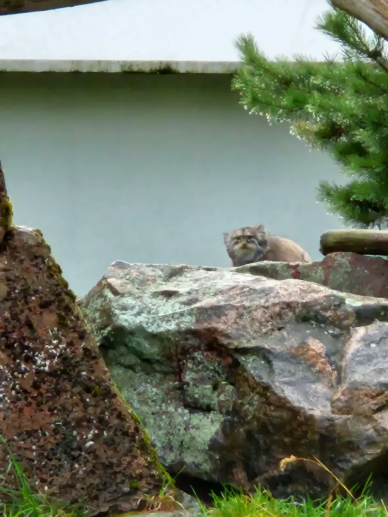 A photograph of Mimi in Korkeasaari Zoo
