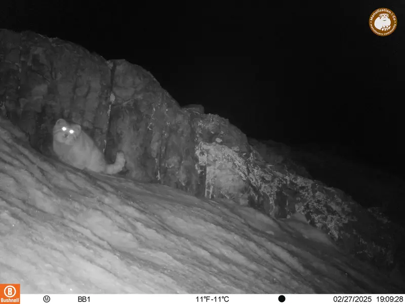 A photograph of Otocolobus manul manul from Aktas-Kunkora camera trap