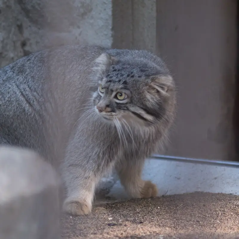 A photograph of Figa in Nogeyama Zoo