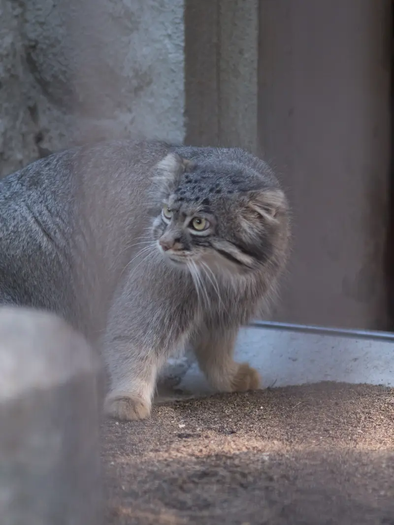 A photograph of Figa in Nogeyama Zoo