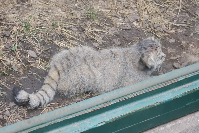 A photograph of Boris Ⅱ in Budapest Zoo & Botanical Garden