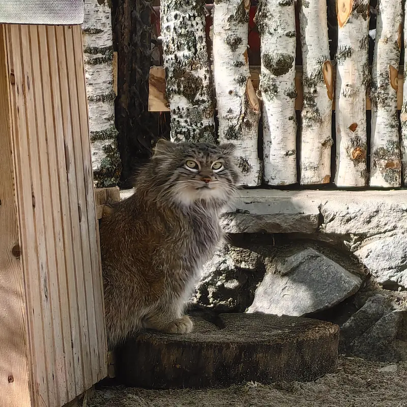 A photograph of Snezhinka in Novosibirsk Zoo