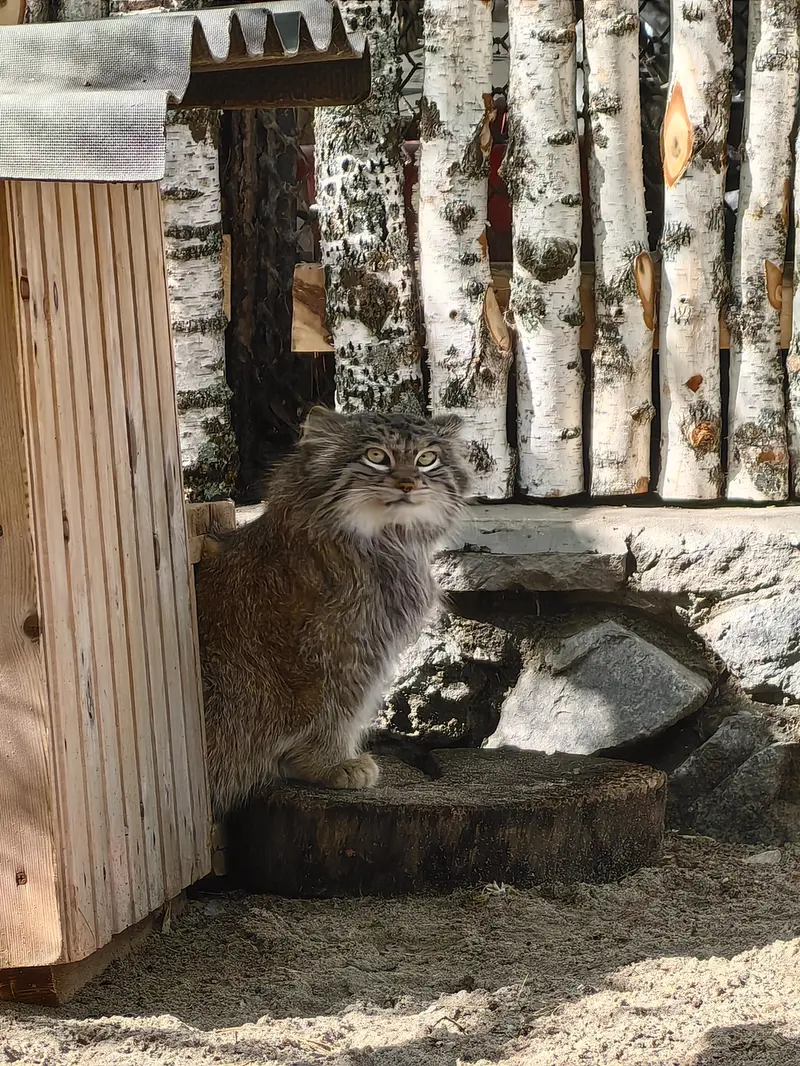 A photograph of Snezhinka in Novosibirsk Zoo