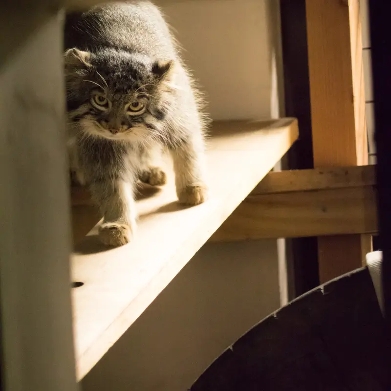 A photograph of Figa in Nogeyama Zoo
