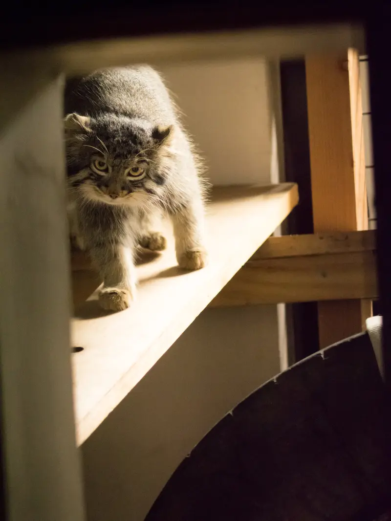 A photograph of Figa in Nogeyama Zoo