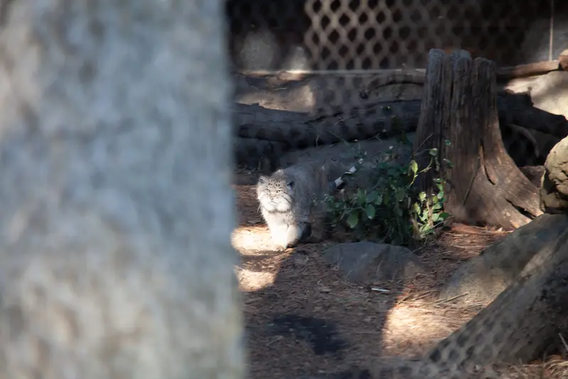 A photograph of Batu in Prospect Park Zoo