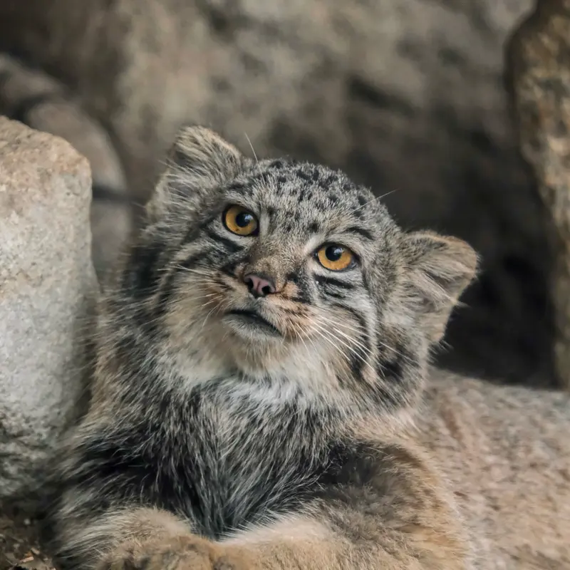 A photograph of Mei in Kobe Animal Kingdom
