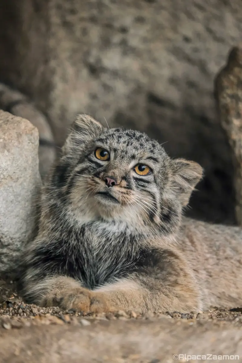 A photograph of Mei in Kobe Animal Kingdom