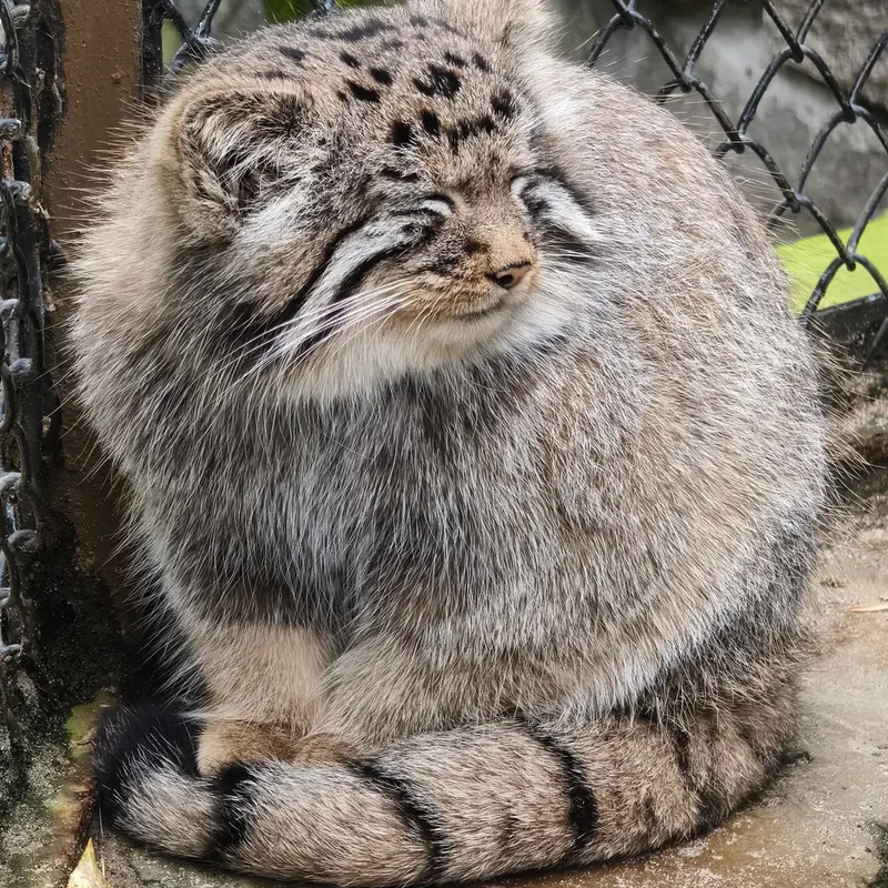 A photograph of Kitten of Eve b.2026   Ⅳ in Novosibirsk Zoo