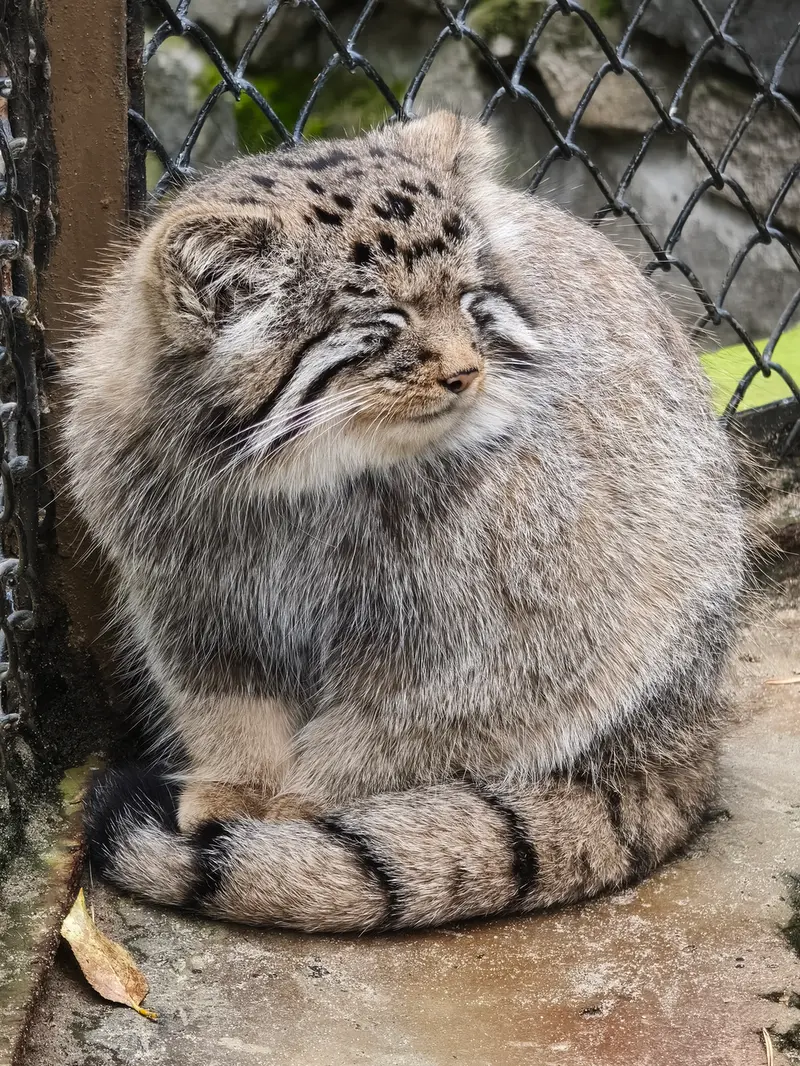 A photograph of Kitten of Eve b.2026   Ⅳ in Novosibirsk Zoo
