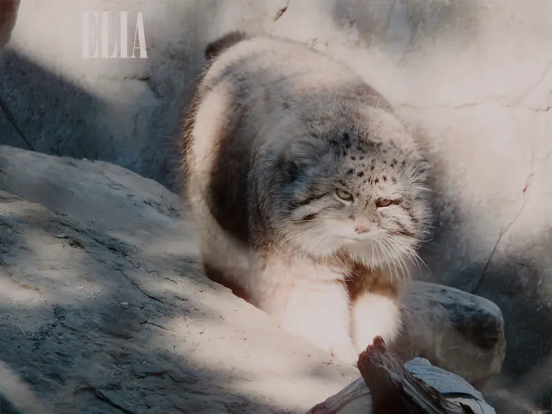 A photograph of Olaf in Calgary Zoo / Wilder Institute