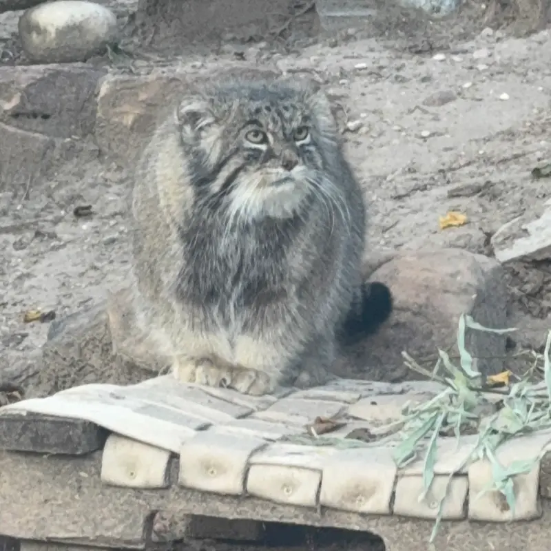 A photograph of Tai Chi in Pueblo Zoo