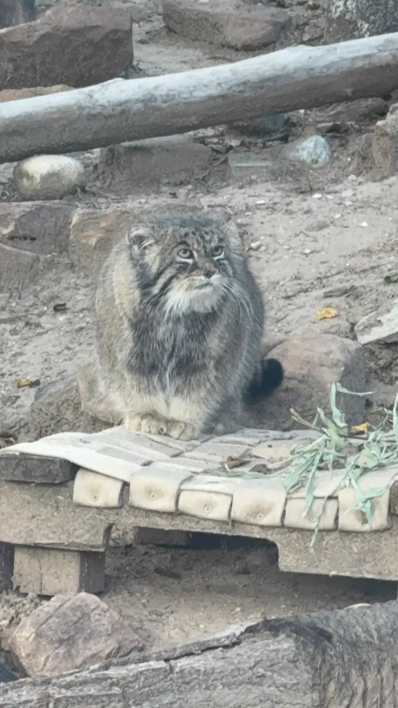 A photograph of Tai Chi in Pueblo Zoo