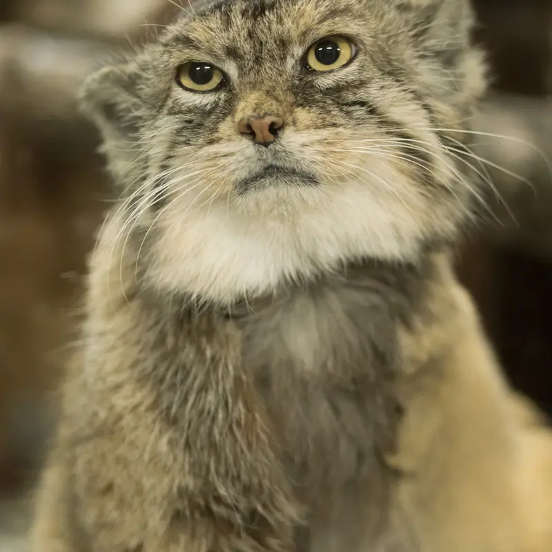 A photograph of Primula in Ueno Zoological Gardens