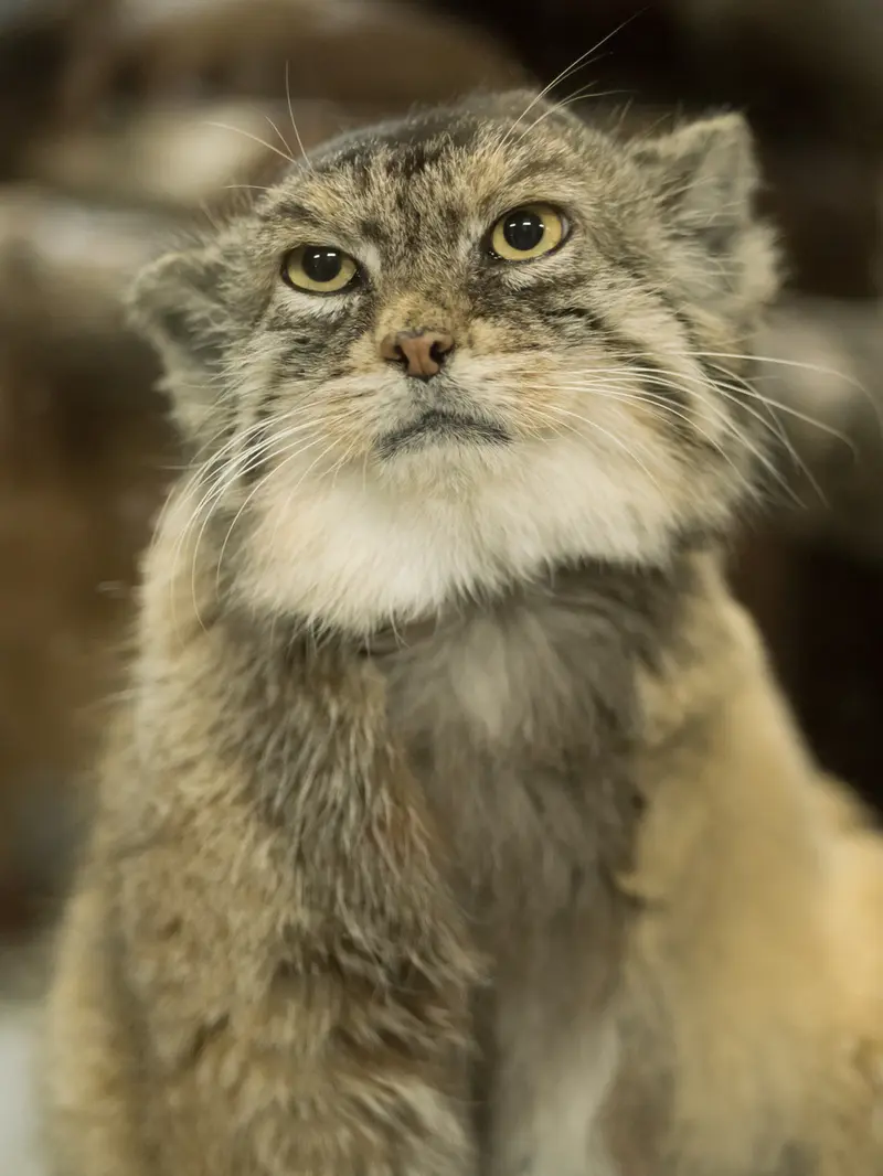 A photograph of Primula in Ueno Zoological Gardens