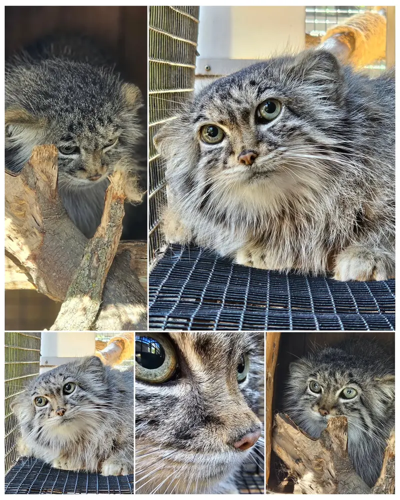 A photograph of Nozomi in Miller Park Zoo
