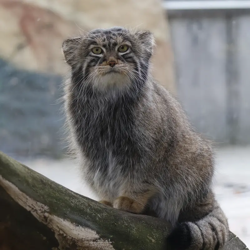 A photograph of a Pallas's cat