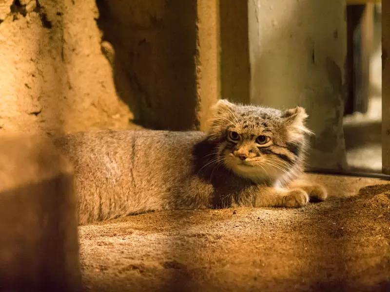 A photograph of Figa in Nogeyama Zoo