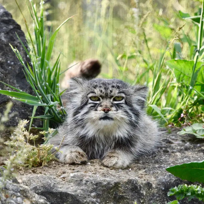 A photograph of Atlan in Port Lympne Wild Animal Park