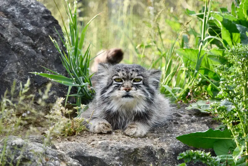 A photograph of Atlan in Port Lympne Wild Animal Park