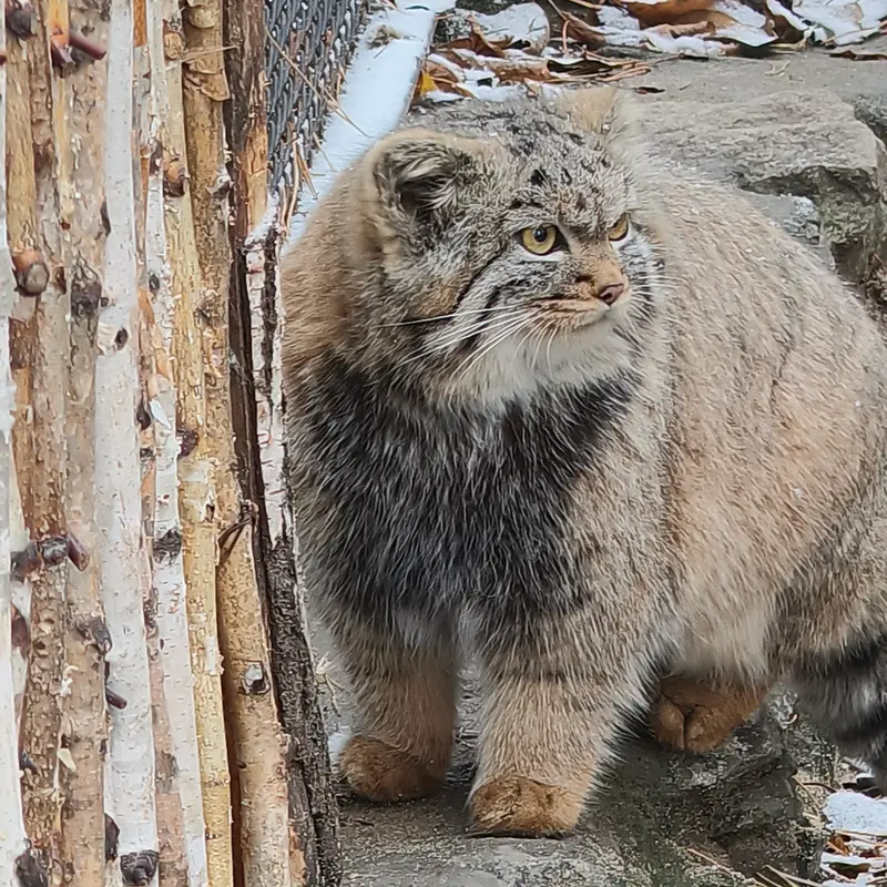 A photograph of Daughter of Adele b.2026 Ⅱ in Novosibirsk Zoo