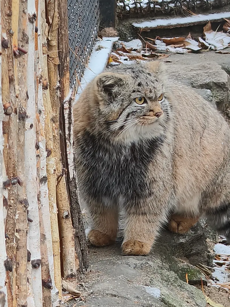 A photograph of Daughter of Adele b.2026 Ⅱ in Novosibirsk Zoo