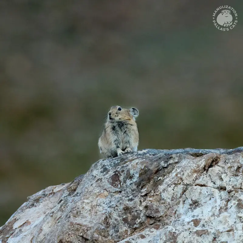 A photograph of a Pallas's cat