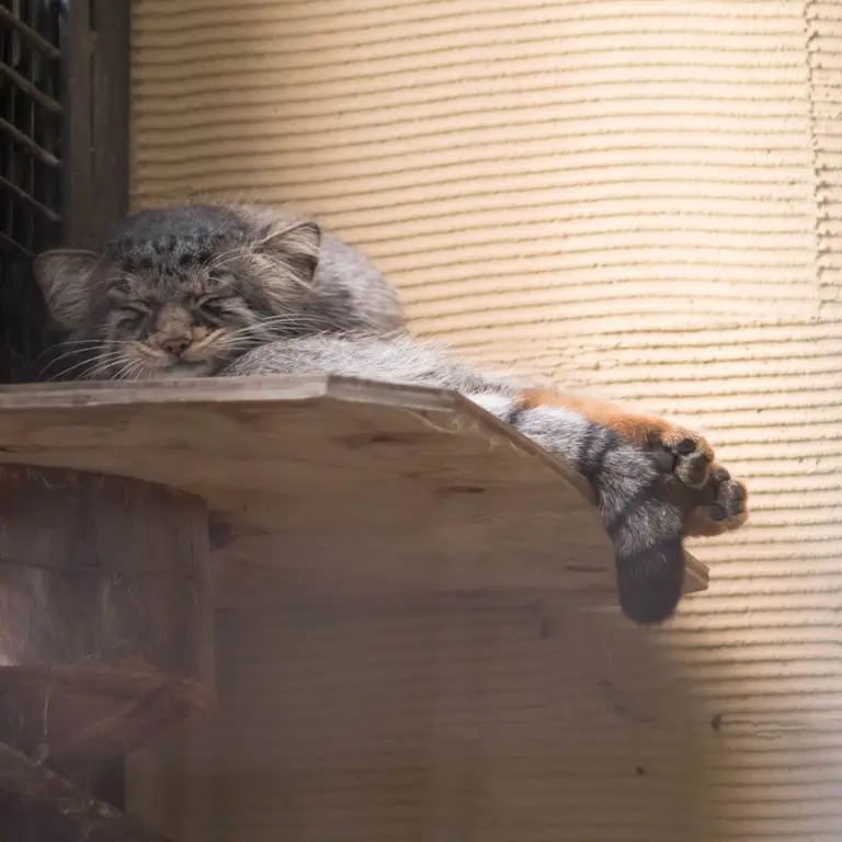 A photograph of Hide in Asahiyama Zoo