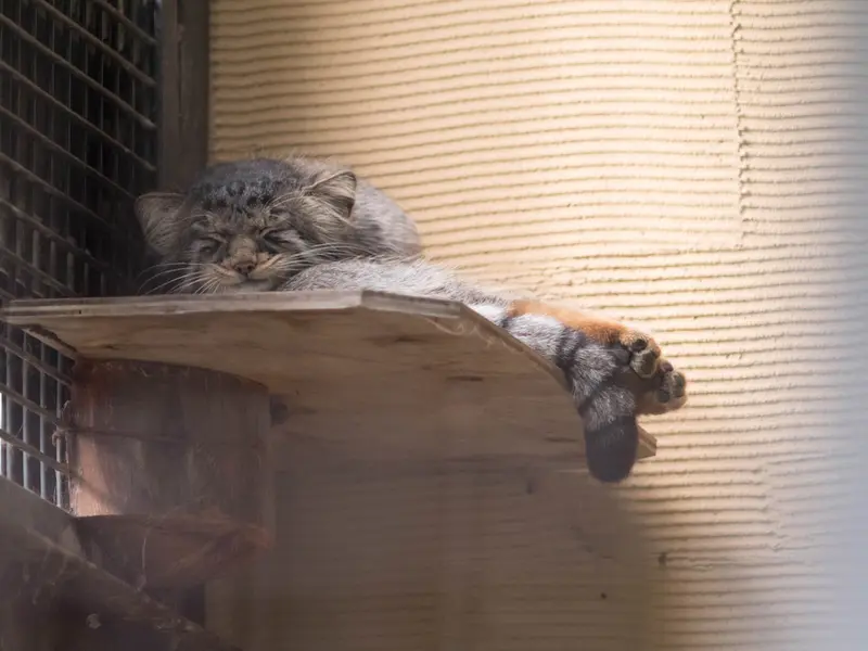 A photograph of Hide in Asahiyama Zoo