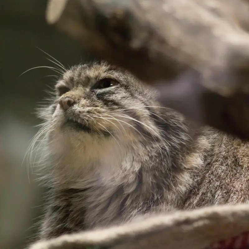 A photograph of Primula in Ueno Zoological Gardens