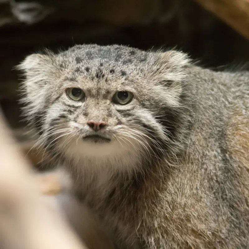 A photograph of Klyon in Ueno Zoological Gardens