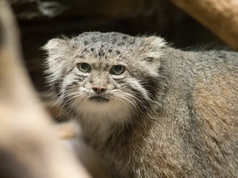 A photograph of Klyon in Ueno Zoological Gardens