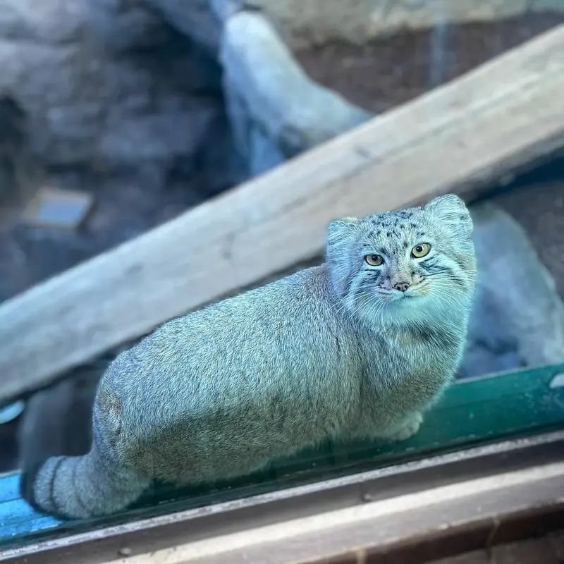 A photograph of Midas in Birmingham Zoo
