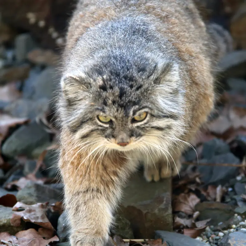 A photograph of Moira in Ostrava Zoo