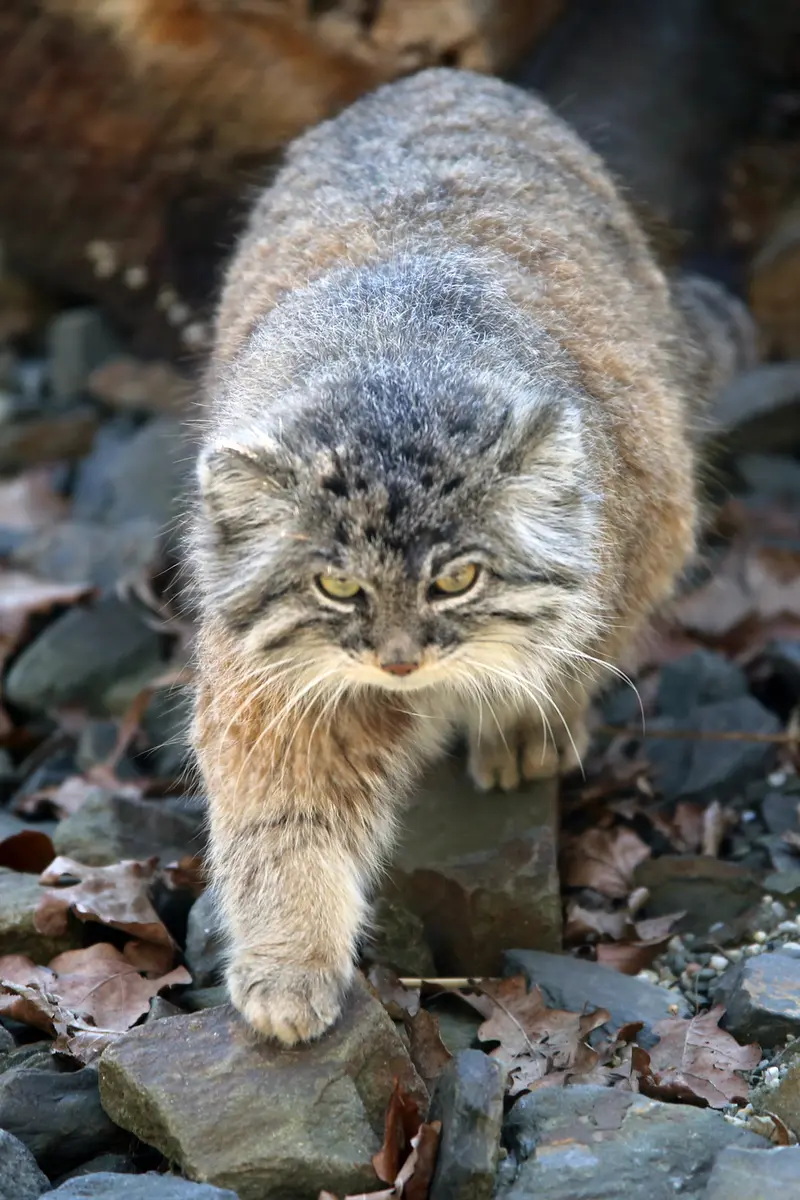 A photograph of Moira in Ostrava Zoo