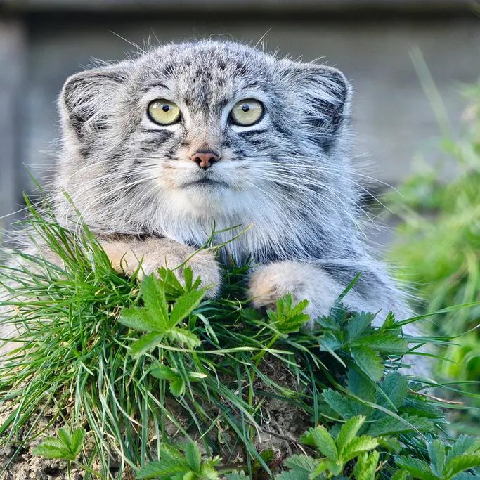 A photograph of Kharaa in Port Lympne Wild Animal Park