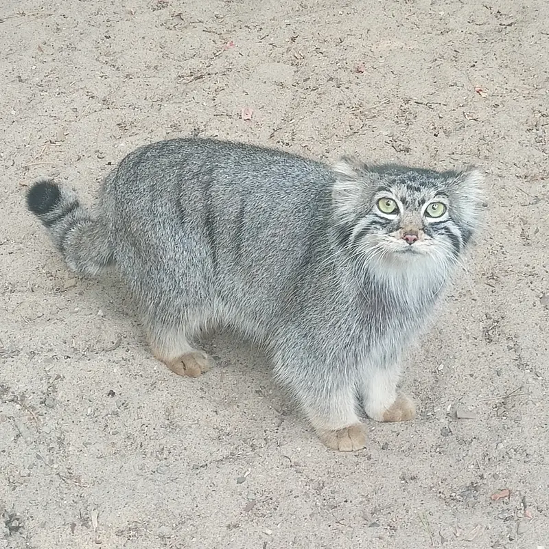 A photograph of a Pallas's cat in Novosibirsk Zoo