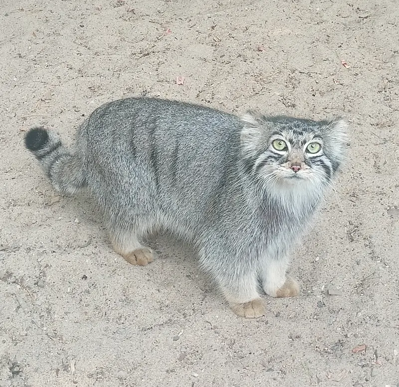 A photograph of a Pallas's cat in Novosibirsk Zoo