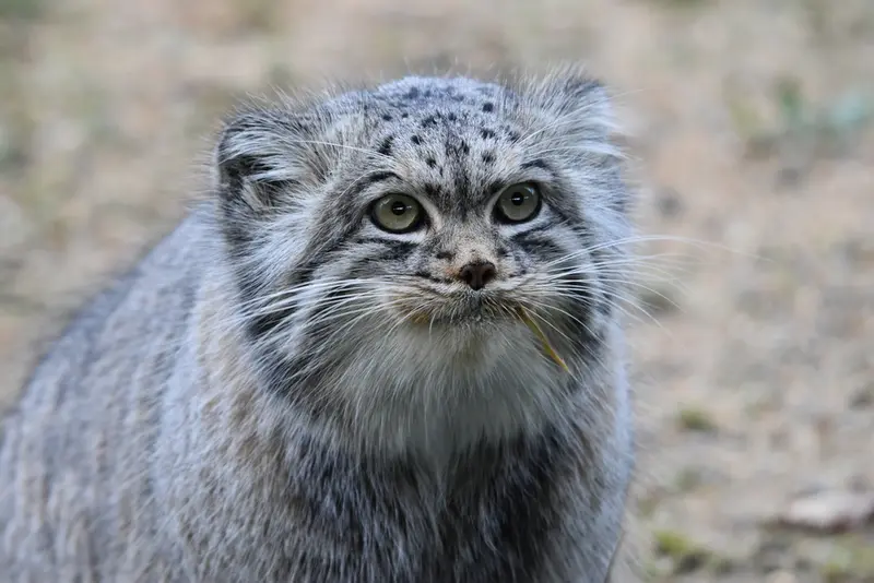 A photograph of Atlan in Port Lympne Wild Animal Park