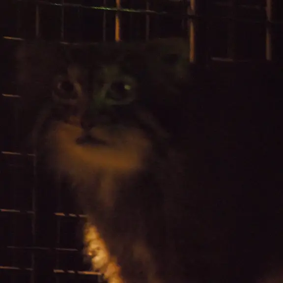 A photograph of a Pallas's cat in Nogeyama Zoo