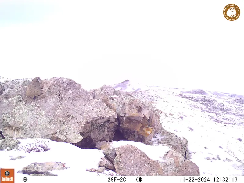 A photograph of Pika from Besshoky 1 camera trap