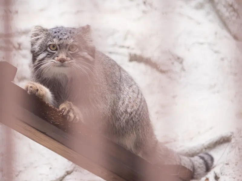A photograph of Figa in Nogeyama Zoo