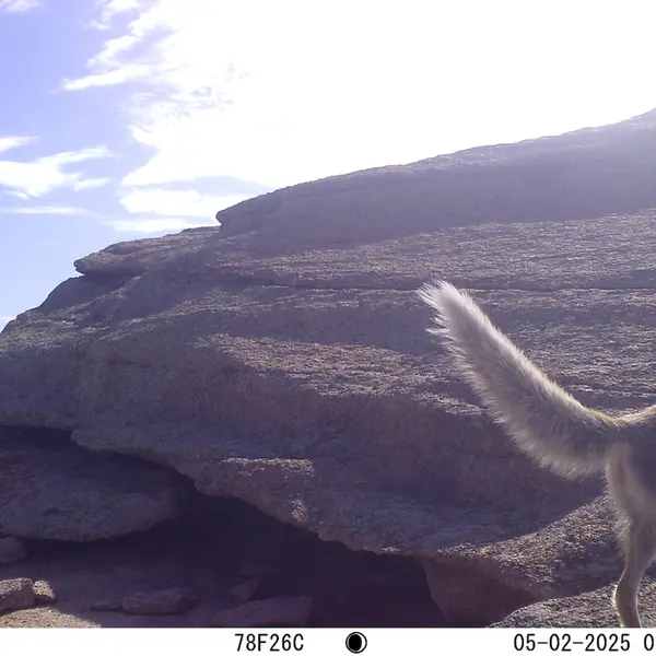 A photograph of Red fox from Bektauata 1 camera trap