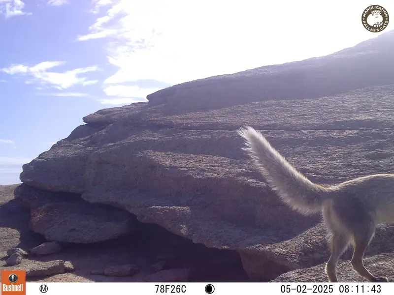 A photograph of Red fox from Bektauata 1 camera trap